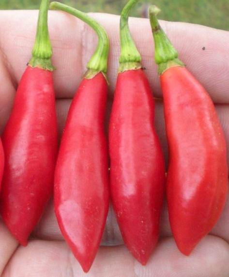HONDURAS WILD CHILI ,Seasoning Pepper Seeds (Capsicum Annuum) - Caribbeangardenseed
