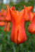 Tulip Bulbs,Ballerina ( Bulbs) Lily flowering - Caribbeangardenseed
