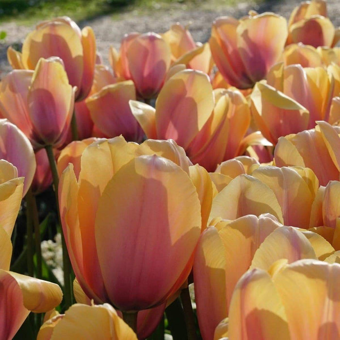 BLUSHING IMPRESSIOM, Darwin Hybrid Tulip , Bulbs - Caribbeangardenseed