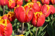 Bright parrot Tulip (fall Bulbs),12/+cm, Big Blooms Excellent for Bouquets - Caribbeangardenseed