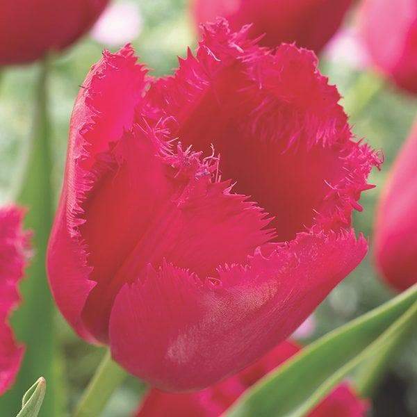 burgundy lace tulip bulbs, Shipping now! - Caribbeangardenseed