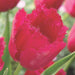 burgundy lace tulip bulbs, Shipping now! - Caribbeangardenseed