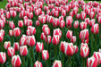 Tulip Bulbs 'Candy APPLE DELIGHT 'Bloom Spring,12/+cm, - Caribbeangardenseed