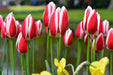 Tulip Bulbs 'Candy APPLE DELIGHT 'Bloom Spring,12/+cm, - Caribbeangardenseed