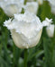 Fringed Tulips Daytona- Bulb Size 11/12 cm - Caribbeangardenseed