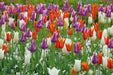 Lily-Flowering Tulip 'Mix', ( Bulbs) NOW SHIPPING - Caribbeangardenseed