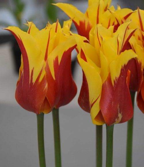Tulip BULBS 'Fire Wings' (Lily-flowered), Bloom Late Spring - Caribbeangardenseed