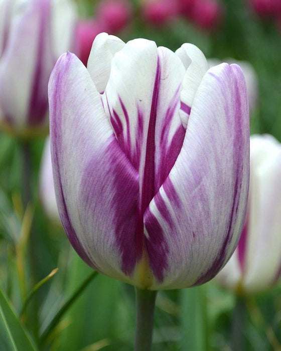 Tulip Flaming Flag TOP Sized 12cm+ bulbs , fall planting ! - Caribbeangardenseed