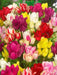 Tulip 'Club Mixture' Bulbs,bunch flowering - Caribbeangardenseed