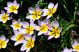 Species Tulips bulbs,Lilac Wonder, FALL PLANTING - Caribbeangardenseed