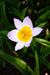 Species Tulips bulbs,Lilac Wonder, FALL PLANTING - Caribbeangardenseed
