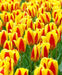 Stresa Dwarf Tulip Bulbs ,Great cut flowers - Caribbeangardenseed