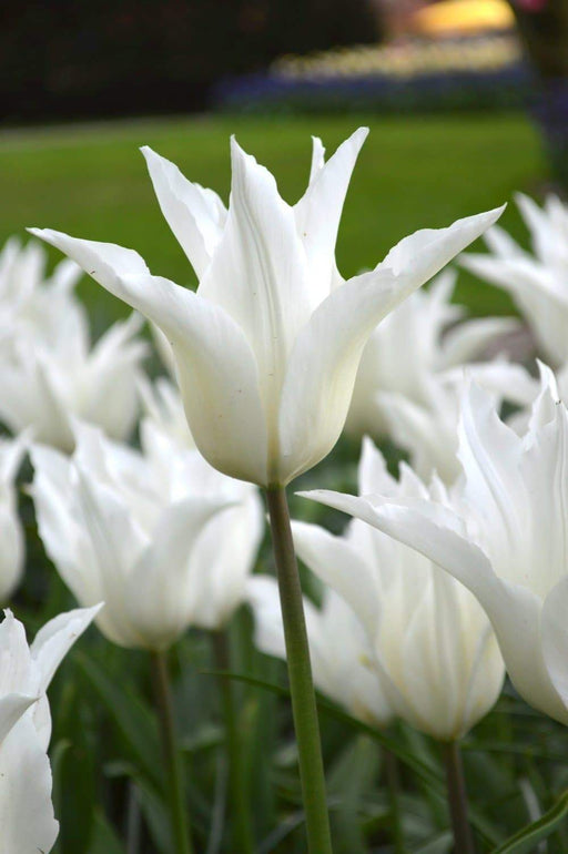 TULIP white triumphator Lily Flowering - Caribbeangardenseed