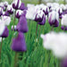 Tulip Purple's mix, Flower Bulbs - Caribbeangardenseed