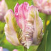 Tulip BULBS ,WEBBER Parrot, Fall Planting - Caribbeangardenseed