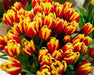 Tulip Bulbs ,Dow Jones ,Single Late, Shipping Now - Caribbeangardenseed