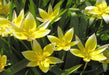 Dasystemon Tarda,Tulip Bulbs, fall planting - Caribbeangardenseed