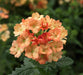Verbena Obsession APRICOT' ( 10 seeds ) GREAT IN CONTAINERS ! - Caribbeangardenseed