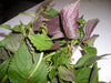 Vietnamese Perilla ,Shiso /Perilla Herb Seeds - Asian Vegetable - Caribbeangardenseed