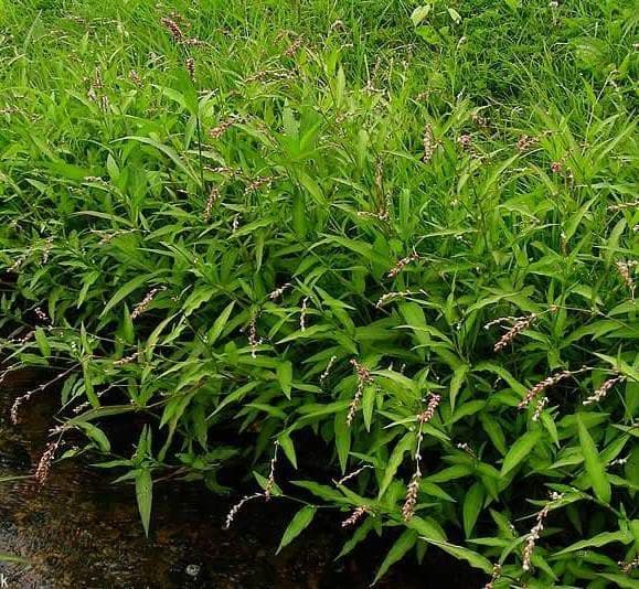 Water Pepper Seeds,Japanese specialty herb , Asian Vegetable - Caribbeangardenseed