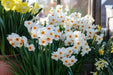 10 Narcissus Geranium , Daffodil bulbs, Perennial, FALL PLANTING - Caribbeangardenseed