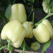 10 Albino Bullnose sweet bell pepper, Capsicum Annum - Caribbeangardenseed
