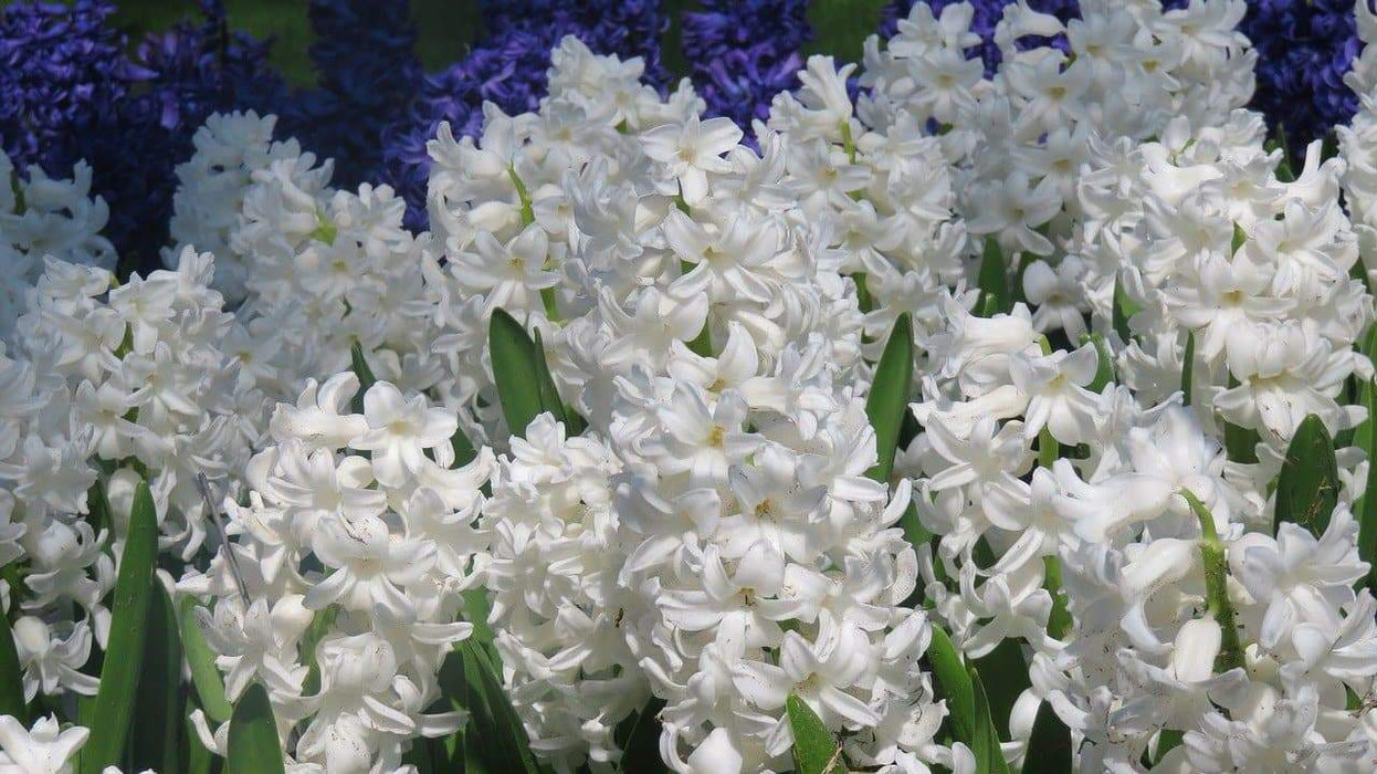 Hyacinth Bulbs,"Hyacinth Carnegie", Pure white, FALL PLANTING - Caribbeangardenseed