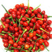 Wiri Wiri Pepper Seeds ,Capsicum frutescens, From Guyana ! - Caribbeangardenseed