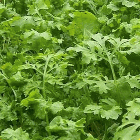 CURL CRESS AKA GARED CRESS ,HERB SEEDS - Caribbeangardenseed