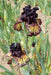 Sorbonne,Tall Bearded Iris, BAREROOT Plants, Iris Germanica - Caribbeangardenseed