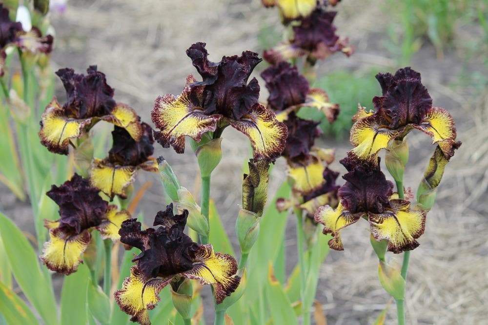 Sorbonne,Tall Bearded Iris, BAREROOT Plants, Iris Germanica - Caribbeangardenseed