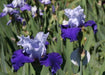 Over Alaska Iris BAREROOT Plants, Iris Germanica - Caribbeangardenseed