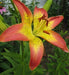Asiatic Lily Bulbs (Linda) real thriller in the garden .Perennial - Caribbeangardenseed