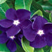 Vinca Periwinkle (sunstorm -PURPLE) - Annual flowers seed - Caribbeangardenseed