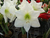 White Amaryllis Bulb ,grow indoors in the winter, Great Gift - Caribbeangardenseed