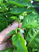 Arroz Con Pollo Pepper -(Capsicum annuum) SEASONINGS Pepper Seed, - Caribbeangardenseed