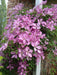 Live Plant - CLEMATIS Giselle, Starter Plant - Caribbeangardenseed