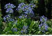 AFRICAL BLUE LILY - BULB - Caribbeangardenseed