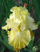 Bearded Iris,,Again & Again' Perennial ,Bareroot Plant - Caribbeangardenseed