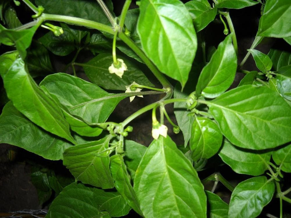Aji White Fantasy PEPPER (Live Plant) - (Capsicum bacattum) - Caribbeangardenseed