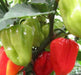 AJI DULCE # 2 ,Pepper Seeds, (Capsicum chinense,) Sweet Habanero~,very little Heat - Caribbeangardenseed