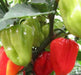 AJI DULCE PERU' Pepper Seeds, (Capsicum chinense,) very little Heat - Caribbeangardenseed