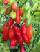 AJI YUQUITANIA Pepper Seeds (Capsicum chinense) Very Hot - Caribbeangardenseed