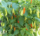 Birgits Locoto - Chili Pepper Seeds, Capsicum Baccatum - Caribbeangardenseed