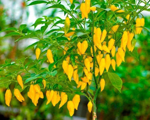 Lemon Drop Pepper ,LIVE PLANT ,Capsicum Baccatum - Caribbeangardenseed