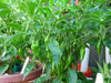 Aji Limo , Lemon Drop Pepper Seeds ,HOT, Capsicum Baccatum - Caribbeangardenseed