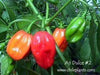 Live Plant- Aji Dulce #2 Pepper,, Venezuelan Heirloom, Sweet lavorful, Very Rare … - Caribbeangardenseed