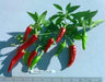 Martin's Carrot Pepper, Live Plant's- Capsicum annuum, - Caribbeangardenseed
