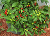Wiri Wiri Pepper,(Live Plant) Capsicum frutescens, From Guyana - Caribbeangardenseed