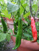 Aji Santa Cruz, Chili Pepper Seeds, Very Hot (Capsicum baccatum) - Caribbeangardenseed